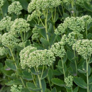 Orpine Seeds