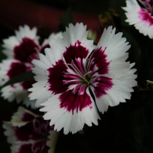 Sweet William Seeds