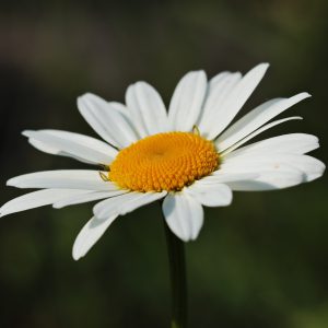 Daisies Seeds