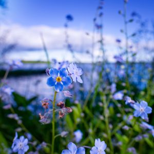 Chinese forget-me-not Seeds