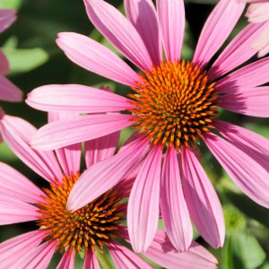 Coneflower Seeds