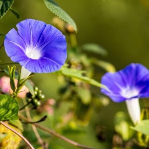Morning Glory Seeds