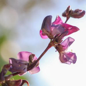 Hyacinth Bean Seeds