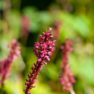 Persicaria Orientalis Seeds
