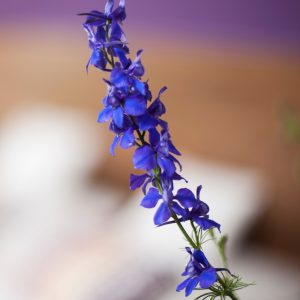 Larkspur Seeds