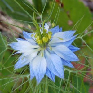 Love-in-a-mist Seeds