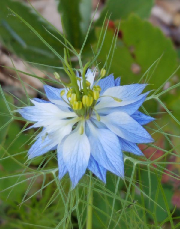 Love-in-a-mist Seeds