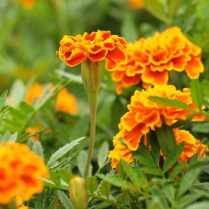 Marigold Seeds