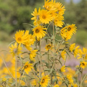 Maximilian’s Sunflower Seeds