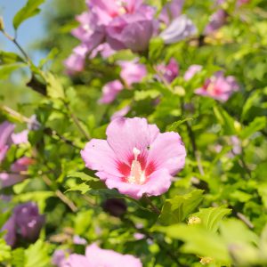 Rose of Sharon Seeds