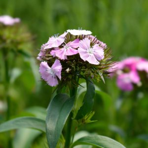 Sweet William Seeds
