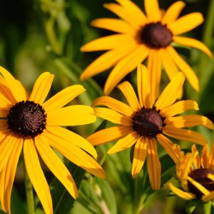 Black Eyed Susan Seeds