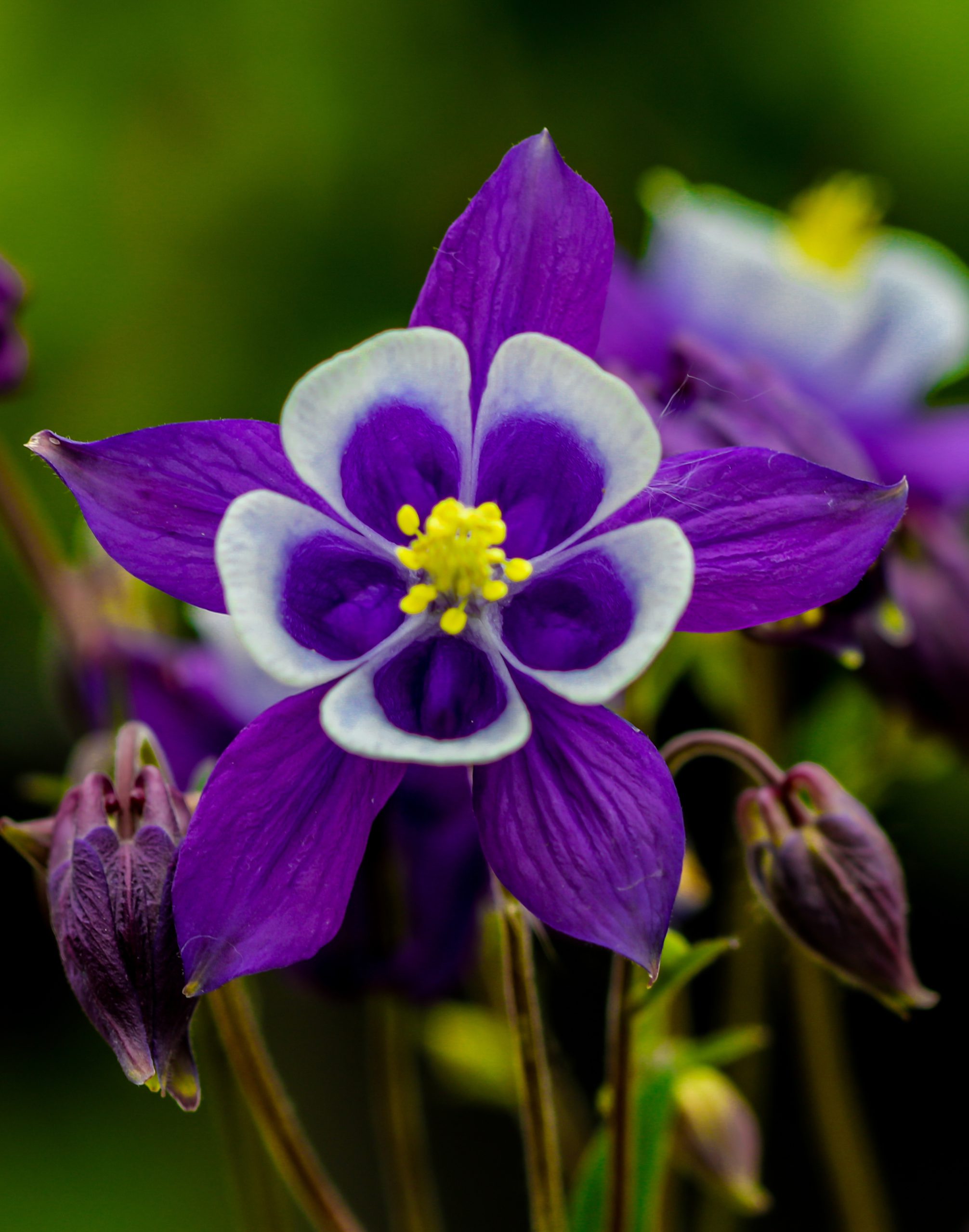 Columbine Flower Seeds – Aquilegia, Perennial, Easy Grow, Full Sun, 100 Seeds Pack