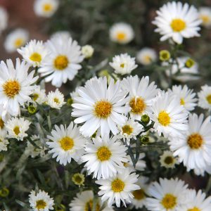 Frost Aster Seeds