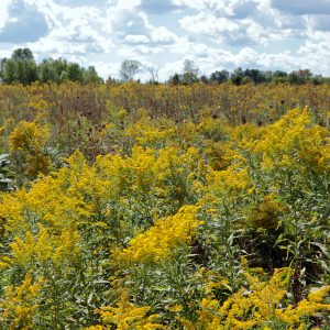 Goldenrod Seeds
