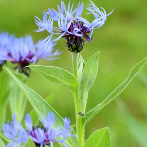 Bachelor Button Seeds