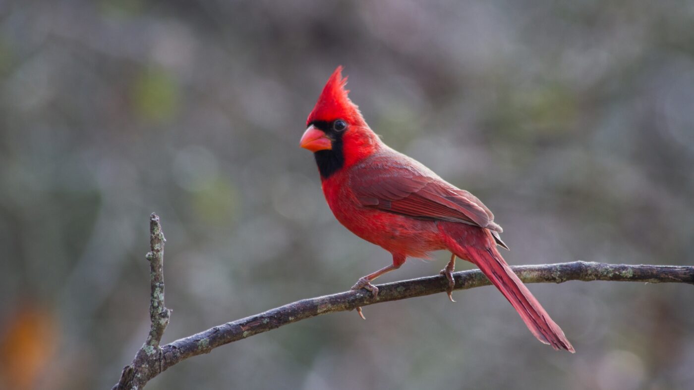 For The Love of Bird Watching