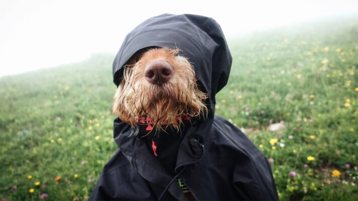 Best Lightweight Jacket