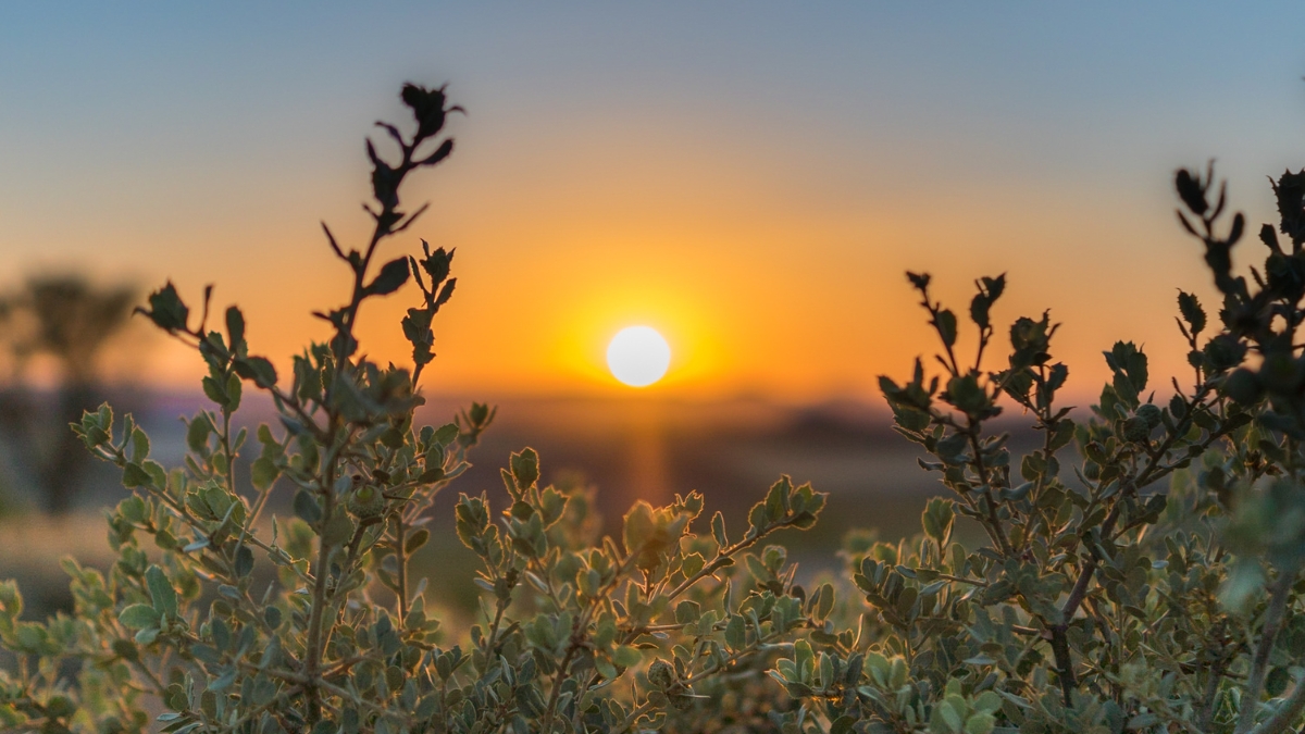 Nature Journals for Outdoor Reflections